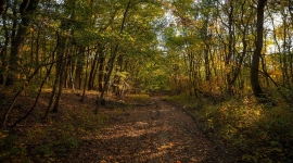Gata cu vacarmul la Pădurea Giroc! ATV-urile, motocicletele și mașinile off-road sunt interzise pe malul Timișului